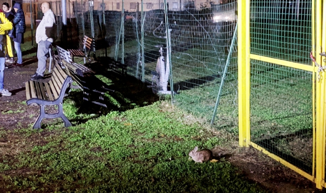 Uno dei conigli a bordo campo