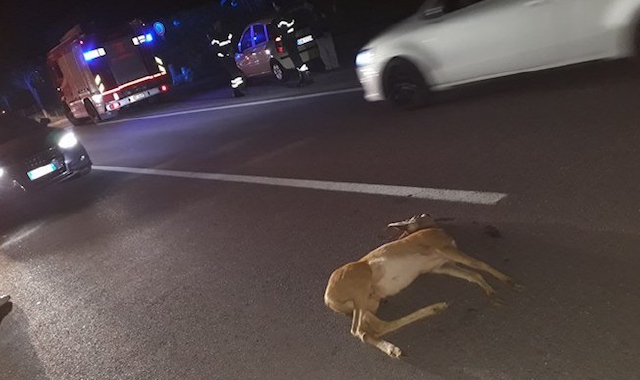 Nei giorni scorsi altri animali uccisi sulle strade dell’Alto Varesotto