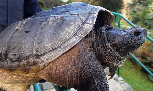 Nel parco una tartaruga azzannatrice