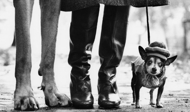 «Icons» di Elliott Erwitt: il Novecento visto con ironia