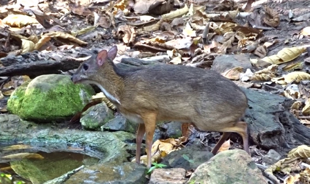 Il cervo-topo della Tailandia è una delle specie a rischio estinzione