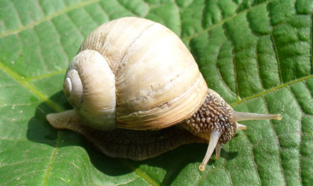 La chioccola? Diventa un gusto gelato