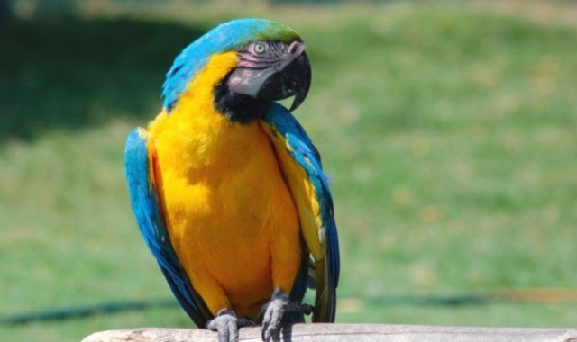 Il pappagallo «Vip» finisce in tribunale