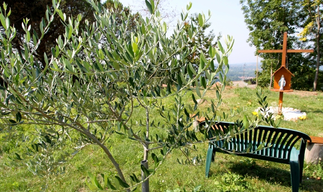 Il Parco degli ulivi