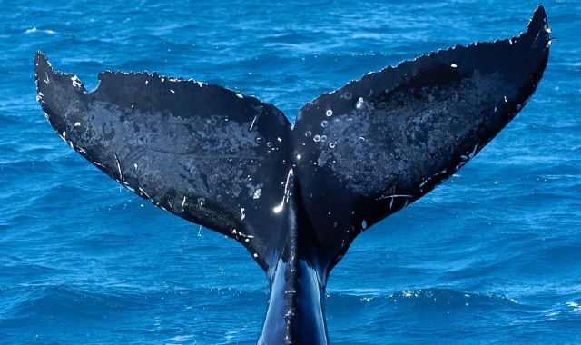 Sono solo 7mila gli esemplari di balenottera azzurra ancora in vita