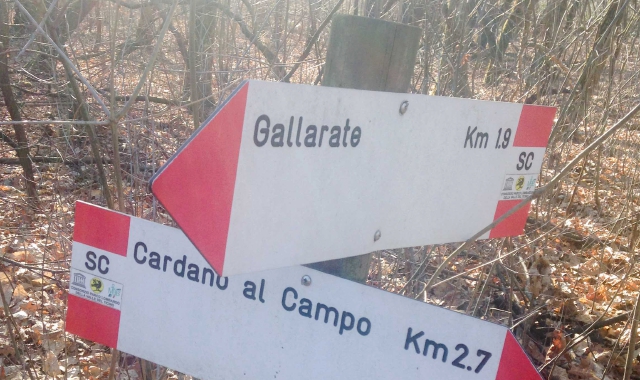 La nuova ferrovia attraverserà i boschi casoratesi  (foto Blitz)