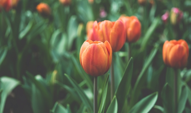 Il primo weekend di primavera tra sole, musica e passeggiate all’aria aperta @(Leigh Kendell)