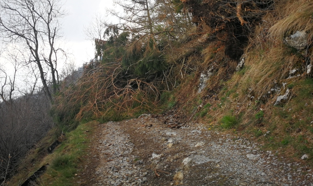 Alcuni degli alberi caduti lungo il Sentiero 1, quello che percorre la parte alta della montagna