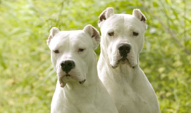 Due esemplari di Dogo argentino