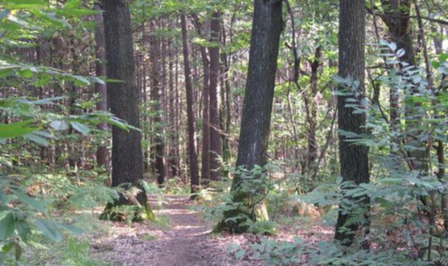 La fitta vegetazione rende i boschi il luogo ideale per lo smercio di sostanze stupefacenti (Vittore Daga)