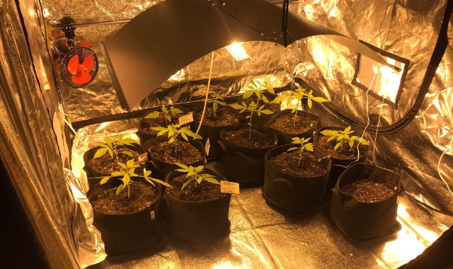 Le piantine di marijuana coltivate sotto la tenda
