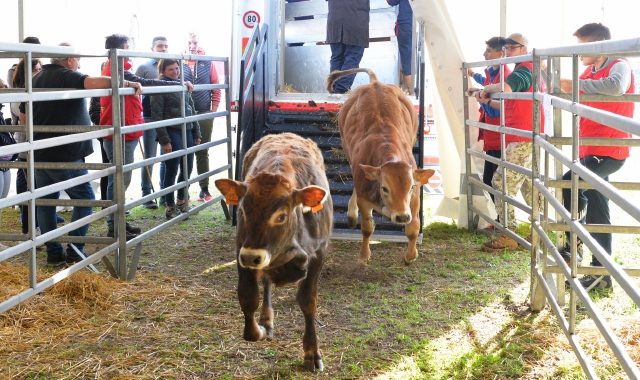 Alcuni dei bovini presentati ieri al concorso morfologico di Origgio  (foto Blitz)