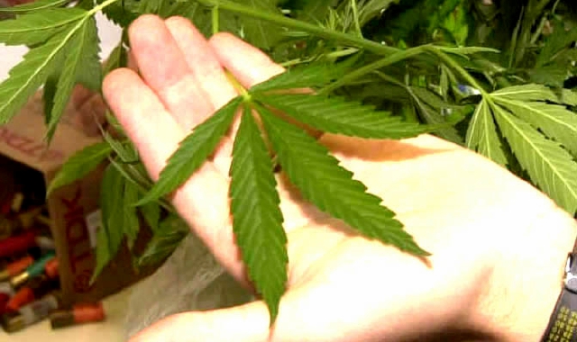 Piantine di marijuana in giardino: varesino condannato