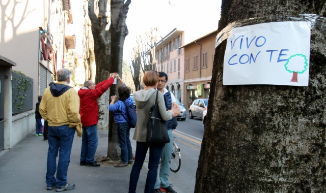 Il Tar blocca il taglio degli alberi