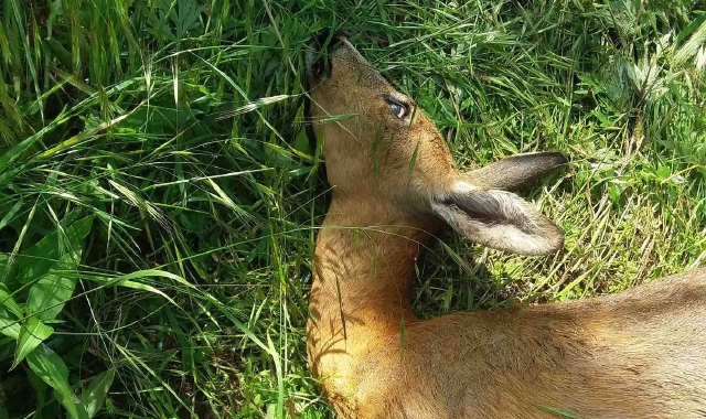 Il capriolo ucciso dal bracconiere nell’area protetta (Red.)