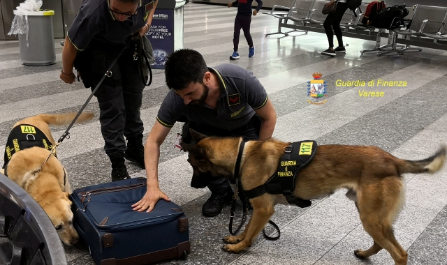 Il fiuto dei cani antidroga a Malpensa