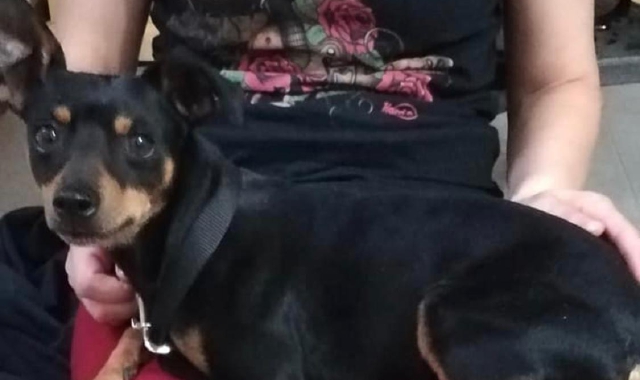 Il cane gettato in un sacco è stato salvato (Red.)