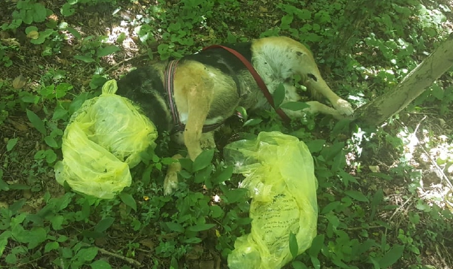 Il pastore tedesco è stato trovato nei boschi di Induno Olona  (foto Blitz)