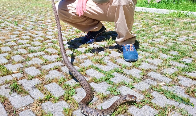 La biscia trovata nel parco pineta (Red.)