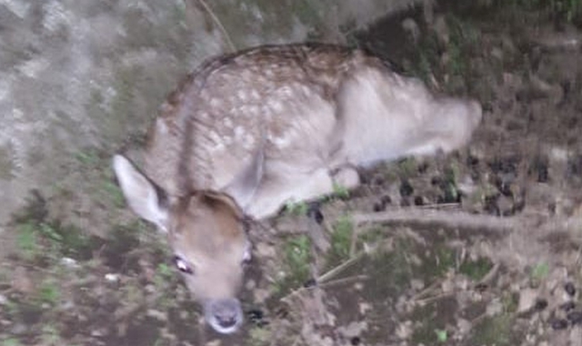 Il nuovo arrivato al Parco Daini (Blitz)