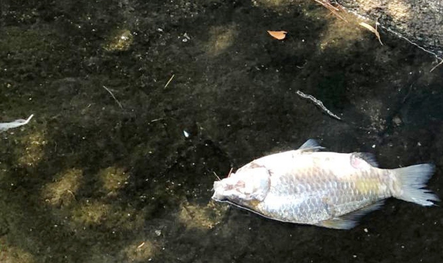 La presenza di schiuma e di pesci morti vicino al ponte rilancia il tema dell’inquinamento del lago (foto Blitz)
