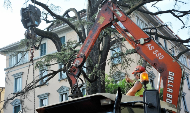 Addio ai rami del piantone di via Veratti (Blitz)