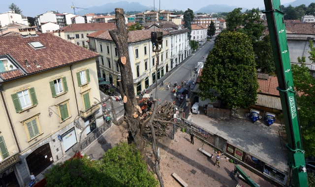 Domani se ne andrà anche l’ultima porzione del Piantone in centro, morto dopo 150 anni a guardia della Città Giardino (foto Blitz)