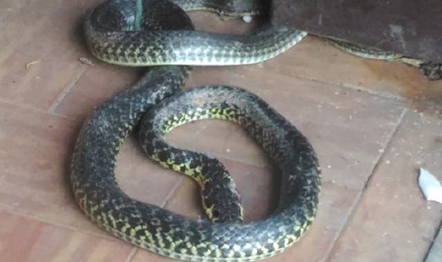 Il serpente (fortunatamente non velenoso) trovato nel garage 