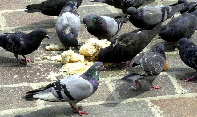 Chi dà da mangiare ai piccioni rischia una multa fino a 240 euro (Blitz)