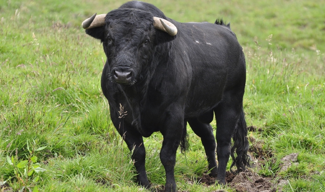 Toro sull’A26: recuperato