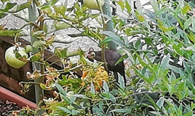 Il topo sorpreso dalla fotocamera mentre si avvicina ai pomodori (Redazione)