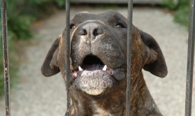 Cani violenti in cella