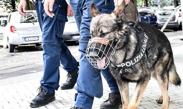 Il cane Ricco arruolato dalla Polizia locale  (Foto Blitz)