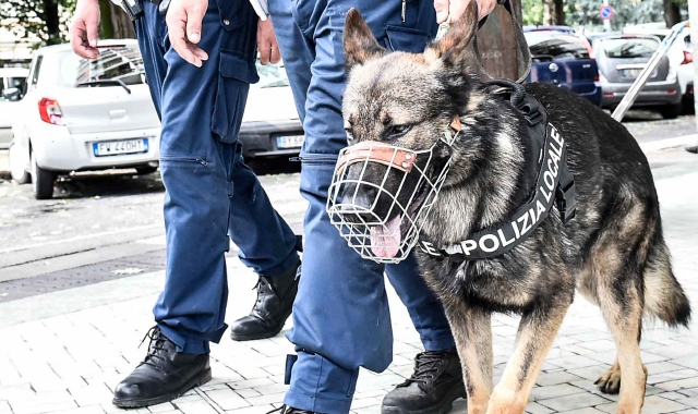 Il cane Ricco arruolato dalla Polizia locale (Foto Blitz)