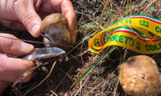 Funghi, stagione record