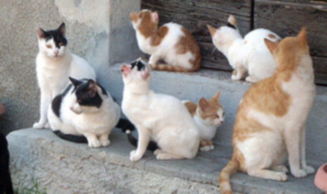 Una colonia felina (Redazione)