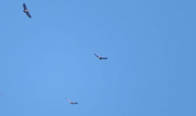 Nove grifoni nel cielo di Valganna