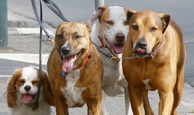 «Troppi cani nella villa Liberty»