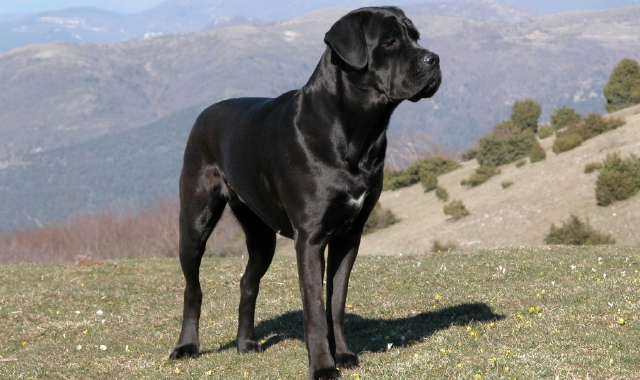 Un esemplare di cane corso (Foto Archivio)