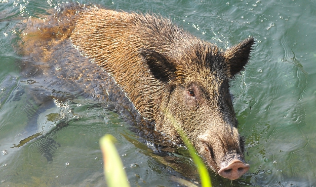 Cinghiale nel canale: salvato