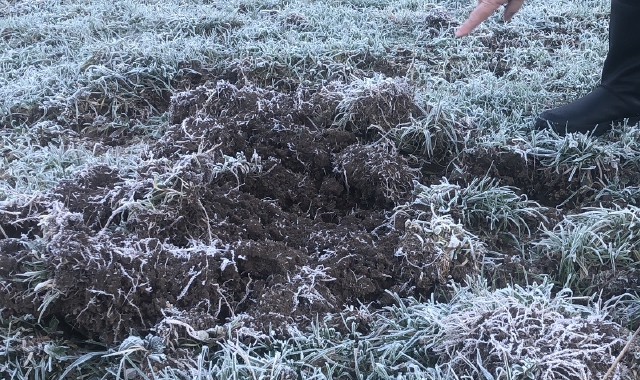 Campi danneggiati dalle scorribande dei cinghiali