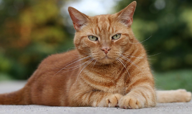 Gatti impallinati nel territorio valligiano, cresce l’allarme
