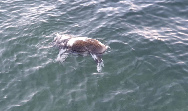 Il cinghiale morto nel lago