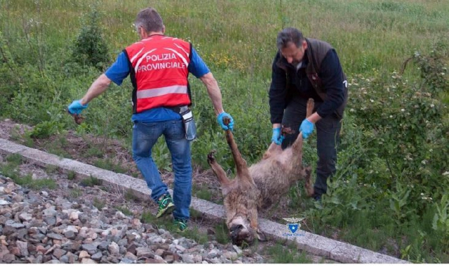L’animale trovato morto a Ornavasso