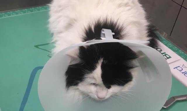 Il gatto Dybala ferito