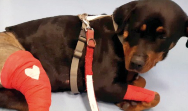 La rottweiler Lidia è stata operata al crociato e adesso il canile ha bisogno di aiuti per le cure