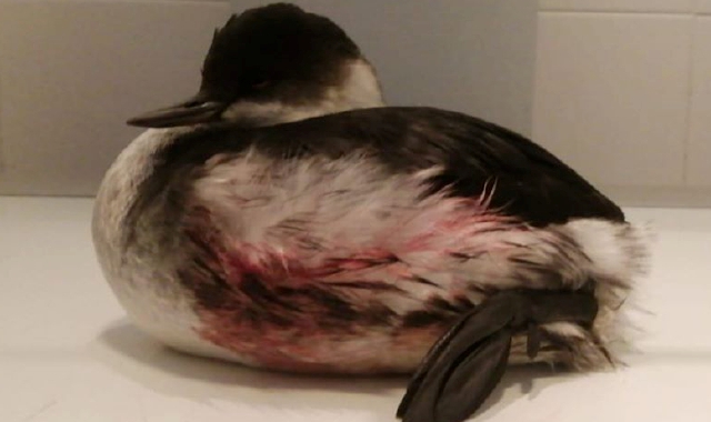 Lo svasso curato e liberato (Red.)