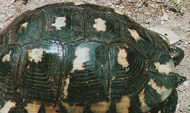 Il caso della tartaruga è stato archiviato dopo che è stata riconosciuta la buona fede dell’anziano padrone (Foto Archivio)
