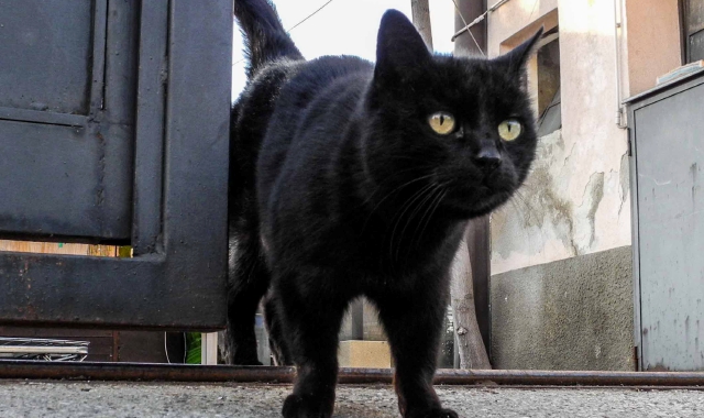 Apar lancia la proposta del gattile per dare una casa ai mici randagi (Foto Archivio)