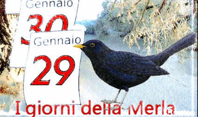 La merla ha caldo